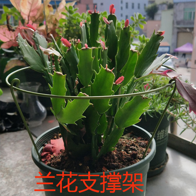 的购物车 园艺兰花护叶架朱顶红蟹爪兰花支架盆栽兰花固定单层铁环花支柱 朱姓名字大全