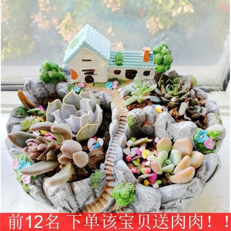 多口多洞特大号口径房子微景观多肉肉植物花盆创意个性中老桩拼盘