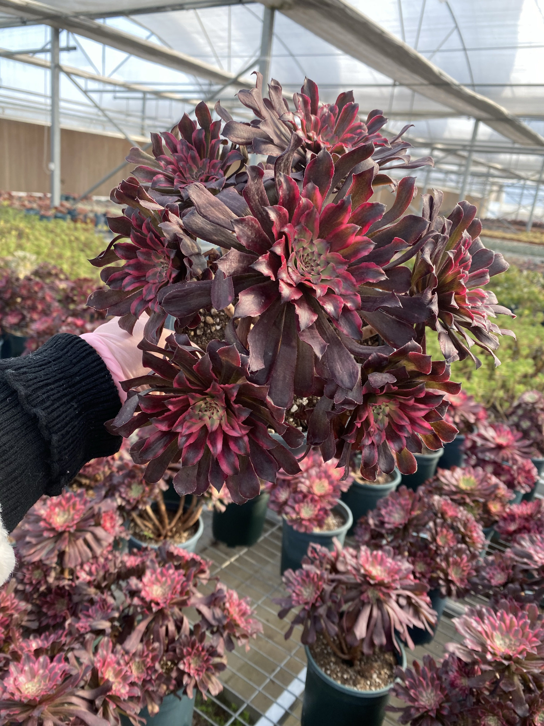 多肉植物红覆轮年数5年以上变异品种老庄法师阳台客厅庭院法师