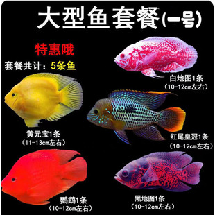 中大型热带观赏鱼套餐活体战船地图鹦鹉七财银龙鱼玉面皇冠鱼混养