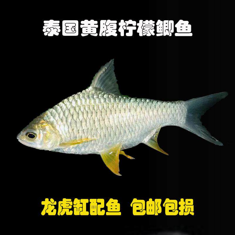 泰国柠檬鲫鱼活体黄腹柠檬鲫鱼胭脂熊猫鲫中大型观赏鱼龙配鱼包邮