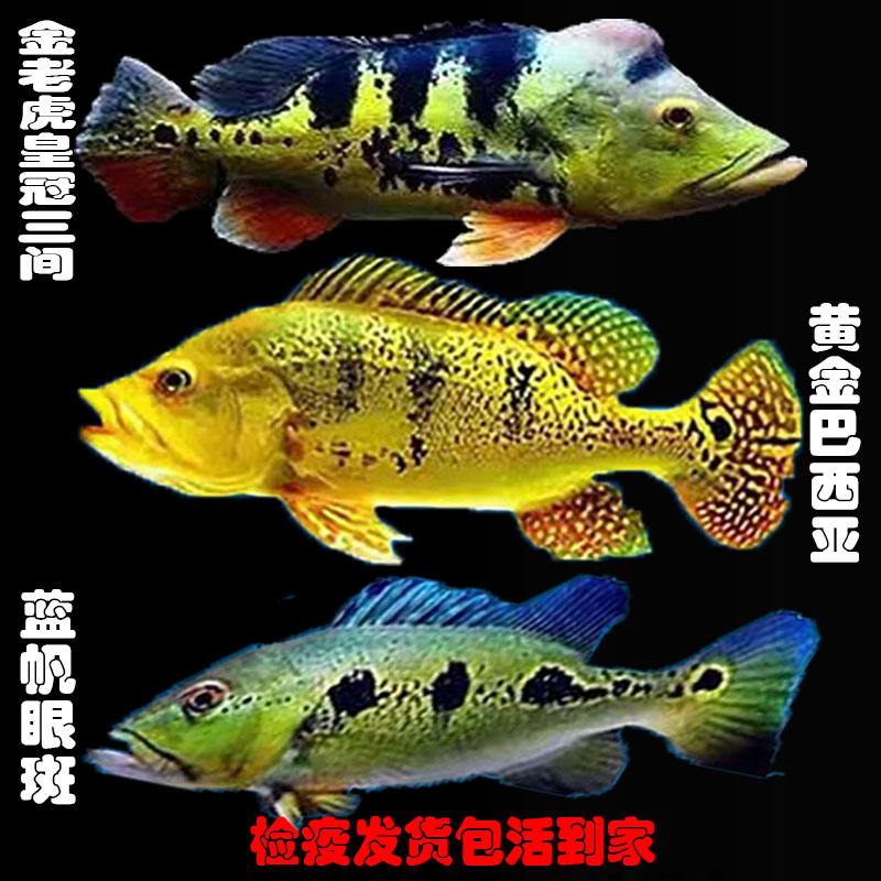 巴西亚鱼热带观赏鱼中大型帝王三间鱼皇冠三间鱼蓝帆眼斑红老虎鱼