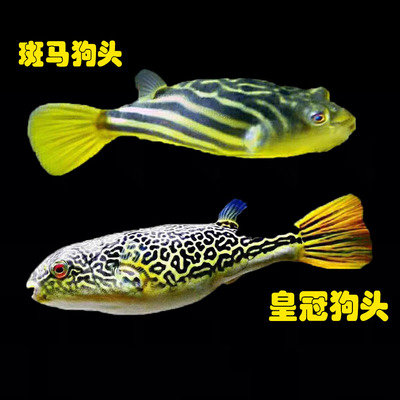 狗头斑马鱼热带观赏鱼中大型淡水