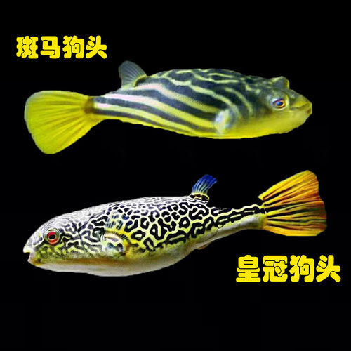 狗头斑马鱼热带观赏鱼中大型淡水