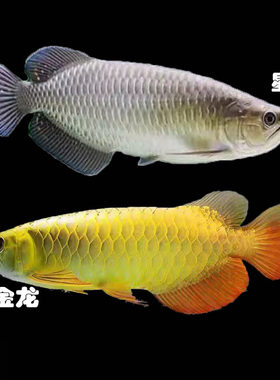 澳洲星点龙鱼过背金龙鱼活体