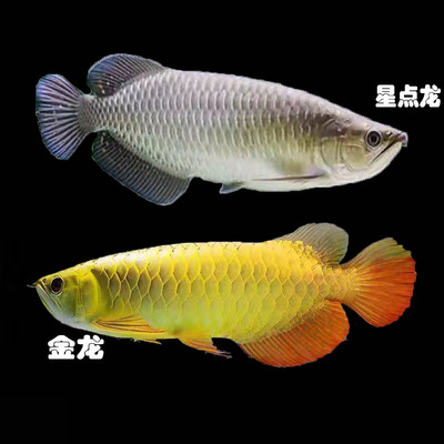 澳洲星点龙鱼过背金龙鱼活体
