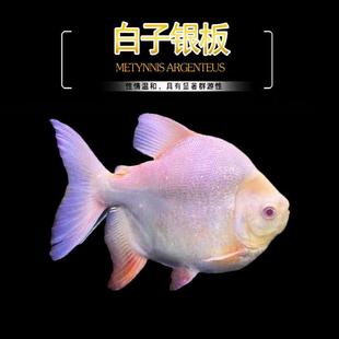 红眼白子银板鱼白子鲳中层鱼大型凶猛热带观赏鱼活体龙鱼配鱼短身