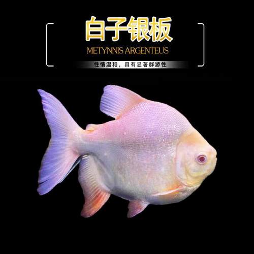 红眼白子银板鱼大型凶猛热带观赏