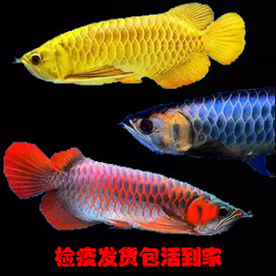 金龙鱼活鱼练手龙鱼幼苗观赏鱼印尼超血红龙鱼古典过背金龙鱼