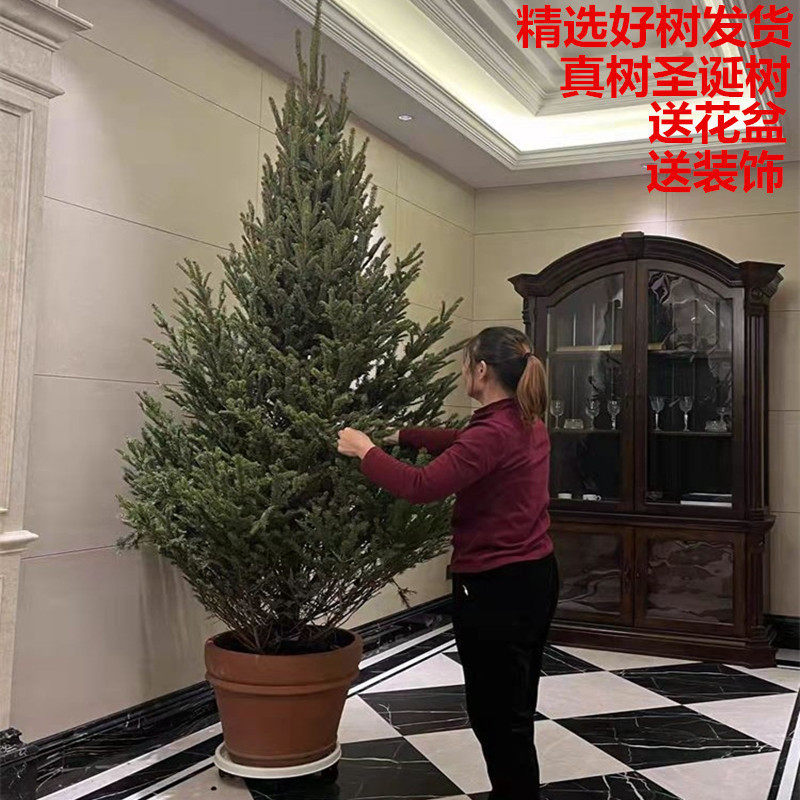 真树圣诞树云杉松树挪威诺贝松