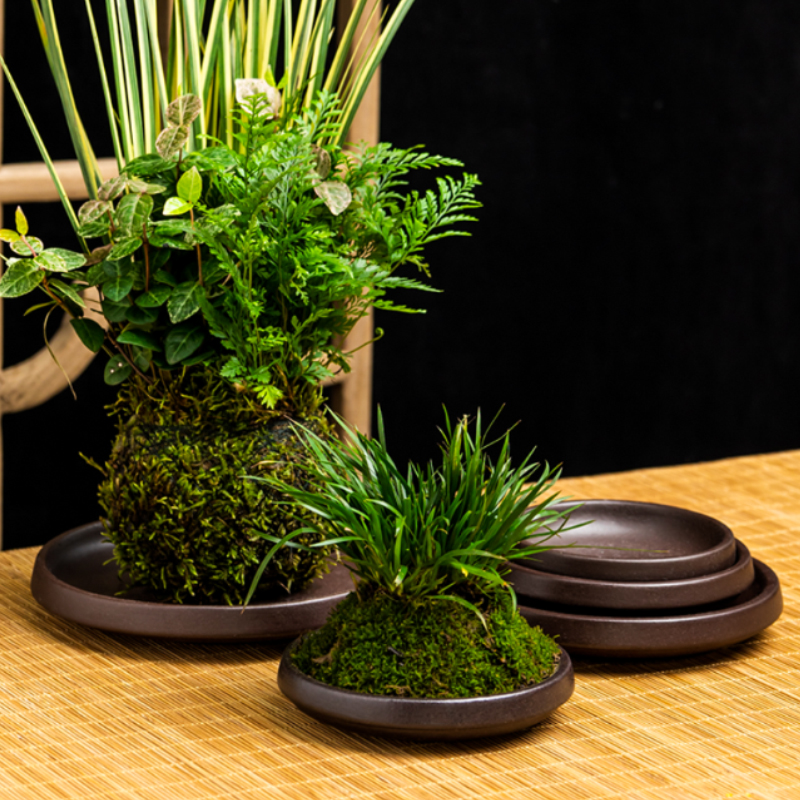 巴西木菖蒲苔藓球植物米竹六月雪瓷石头水培盆景盆客厅桌面盆栽盆