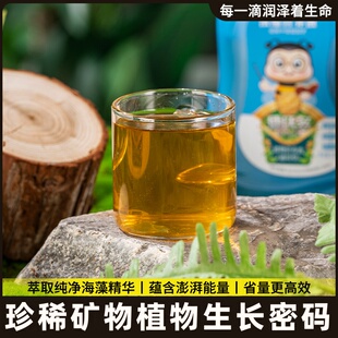 种球专用营养液水仙种球朱顶红百合郁金香风信子风雨兰肥料浓缩液