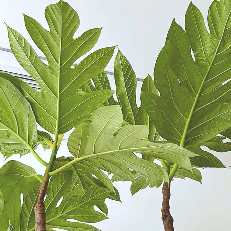 面包树盆栽热带雨林大型绿植室内外客厅净化空气四季常绿网红植物