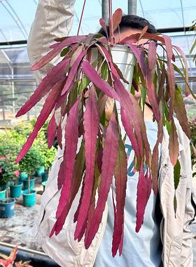 红色丝苇盆栽垂吊ins热带雨林仙人掌科昙花耐晒红色叶片耐养绿植