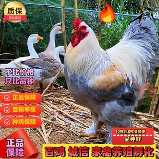 巨型婆罗门鸡种蛋梵天鸡纯种观赏鸡受精蛋可孵化 宠物受精卵鸡蛋