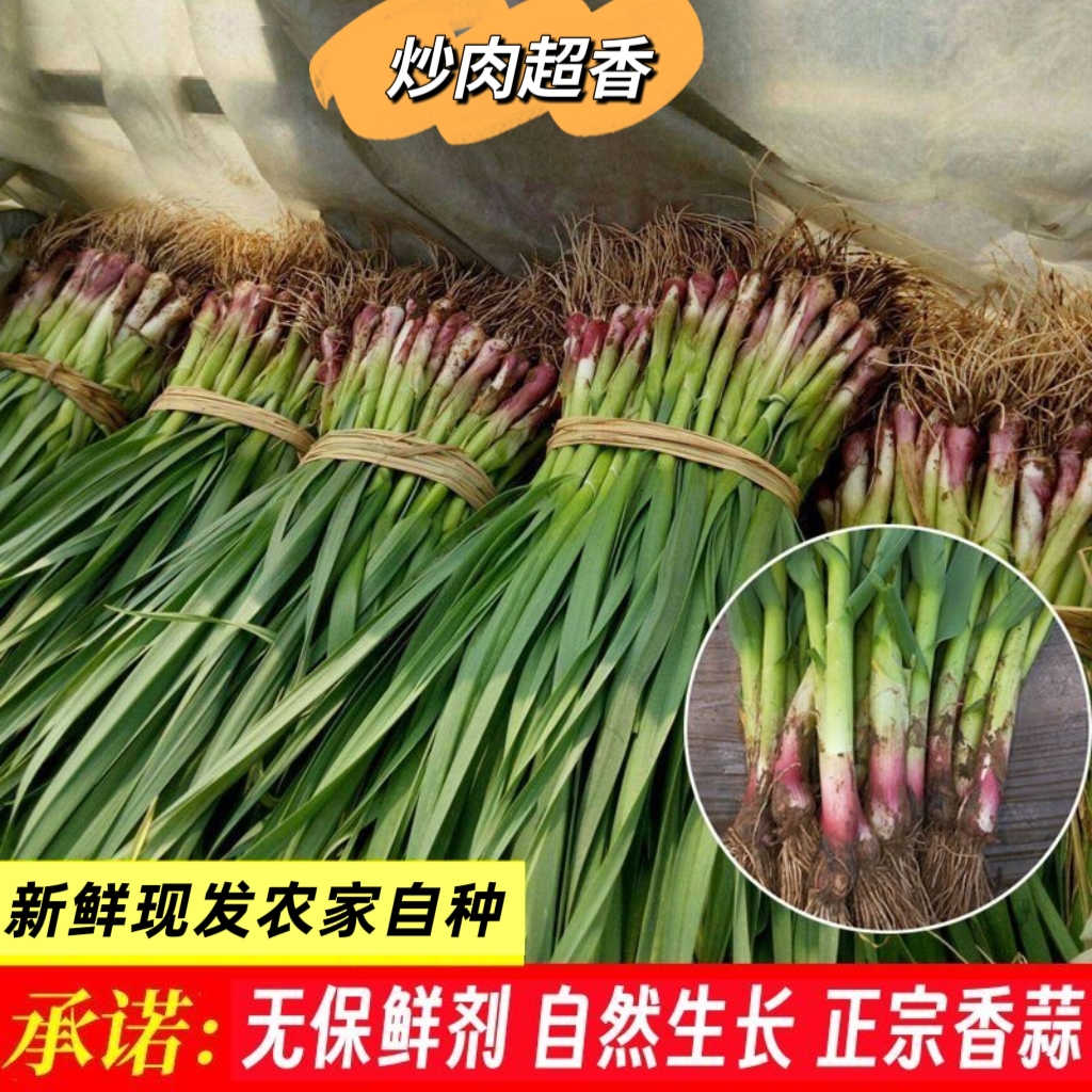 蒜苗新鲜红根紫皮河南农家新鲜嫩蒜苗大蒜本地小蒜苗10斤采摘蔬菜