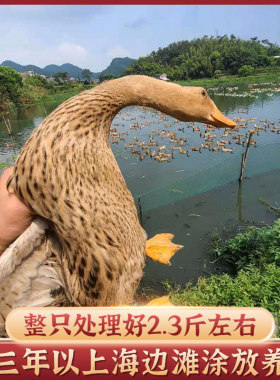 生态放养整只现杀老鸭