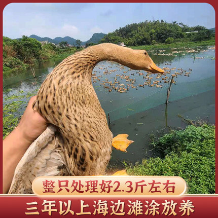 海岛滩涂生态放养麻鸭海鸭子三年左右老鸭 整只现杀顺丰发货
