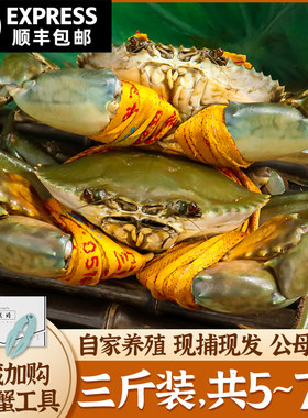 正宗三门青蟹鲜活公母螃蟹特大肉蟹海鲜水产3斤礼盒装共5~7只