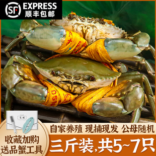 正宗三门青蟹鲜活公母螃蟹特大肉蟹海鲜水产3斤礼盒装共5~7只