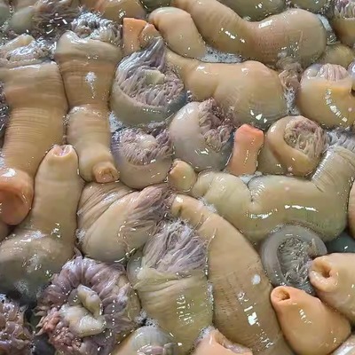 沙蒜东海海捕海葵海卵子海肠子海蒜不泡水鲜活水产