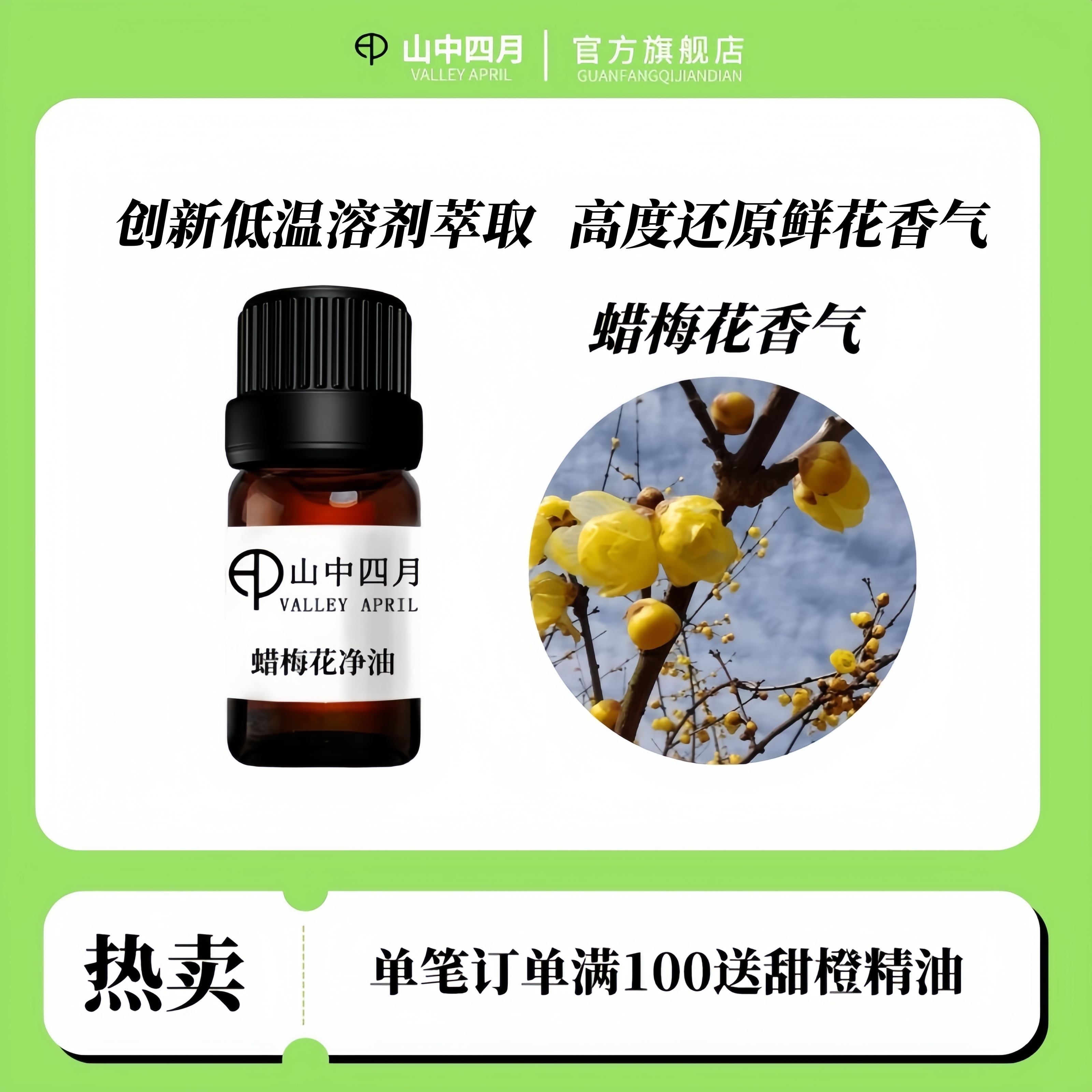 山中四月重庆素心蜡梅完美还原