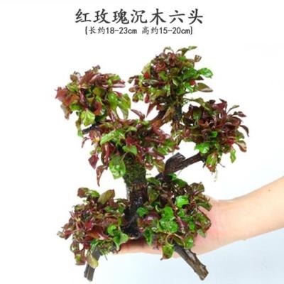 水草种类价格 水草种类图片 星期三