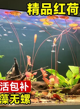 速发水荷根睡莲鱼缸造景水草红色草缸布养真草植物淡红耐养易红好