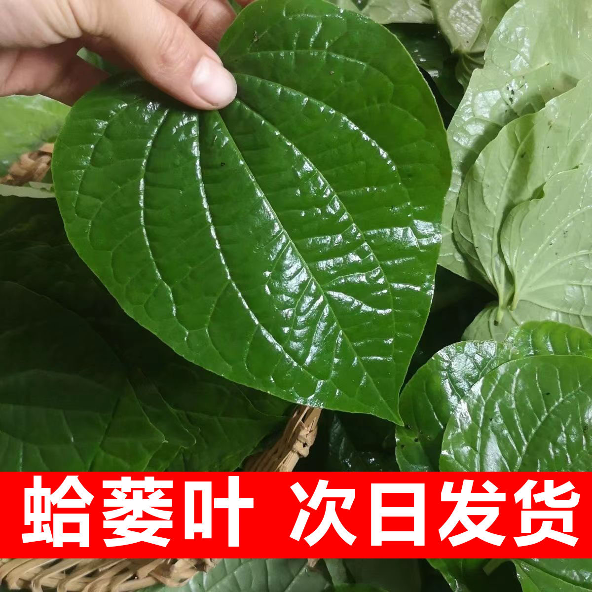 现摘新鲜假蒌叶包肉蛤篓叶假娄叶蛤蝼叶哈蒌叶哈喽急捞叶包粽子_虎窝淘