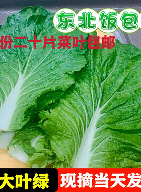 辽宁大东北包打包白子叶菜类蔬菜莼菜包饭菜叶新鲜蔬菜青菜白菜大