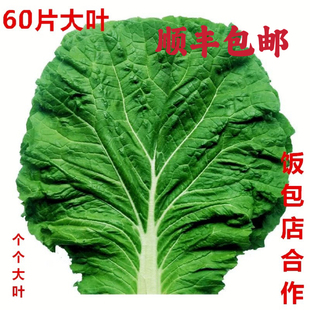 一份60片大叶东北白菜叶饭包叶 大白菜叶子 大白菜叶新鲜包邮