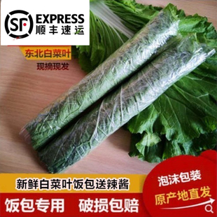 顺丰包邮东北大白菜叶子白菜叶饭包菜叶新鲜蔬菜大饭包叶打菜饭包