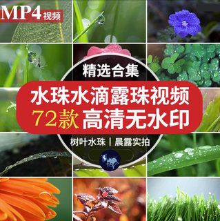72款晨露实拍视频水滴水珠高清MP4大自然空镜头绿叶阳光剪辑素材