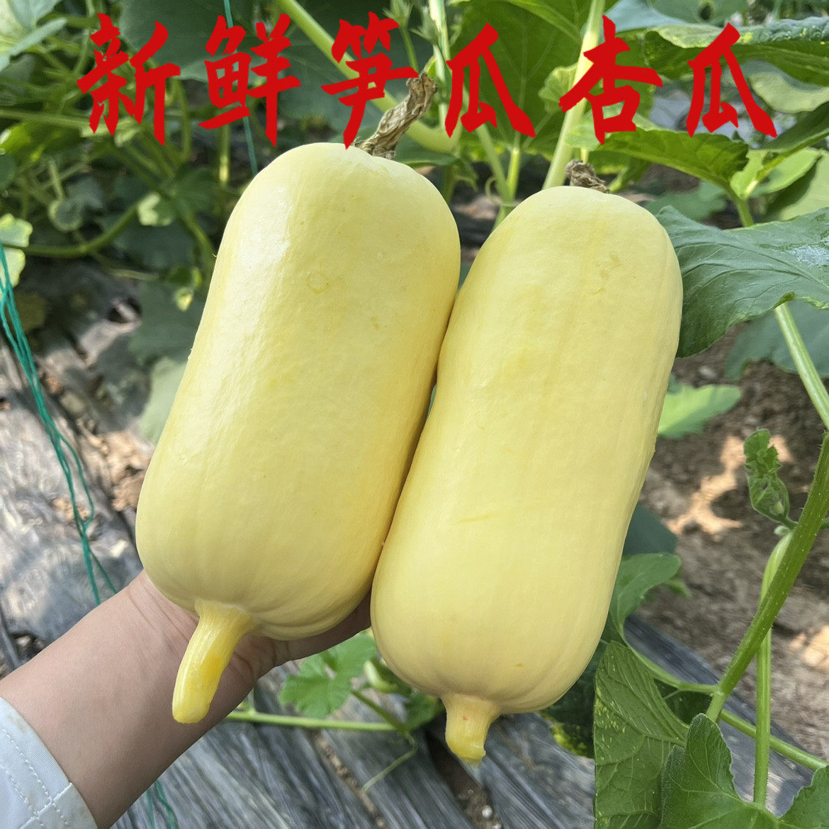 笋瓜襄阳黄皮笋瓜杏瓜农家种植露天成长现摘现发净含量包邮