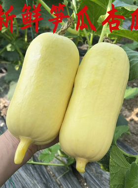新鲜笋瓜襄阳黄皮时令农家