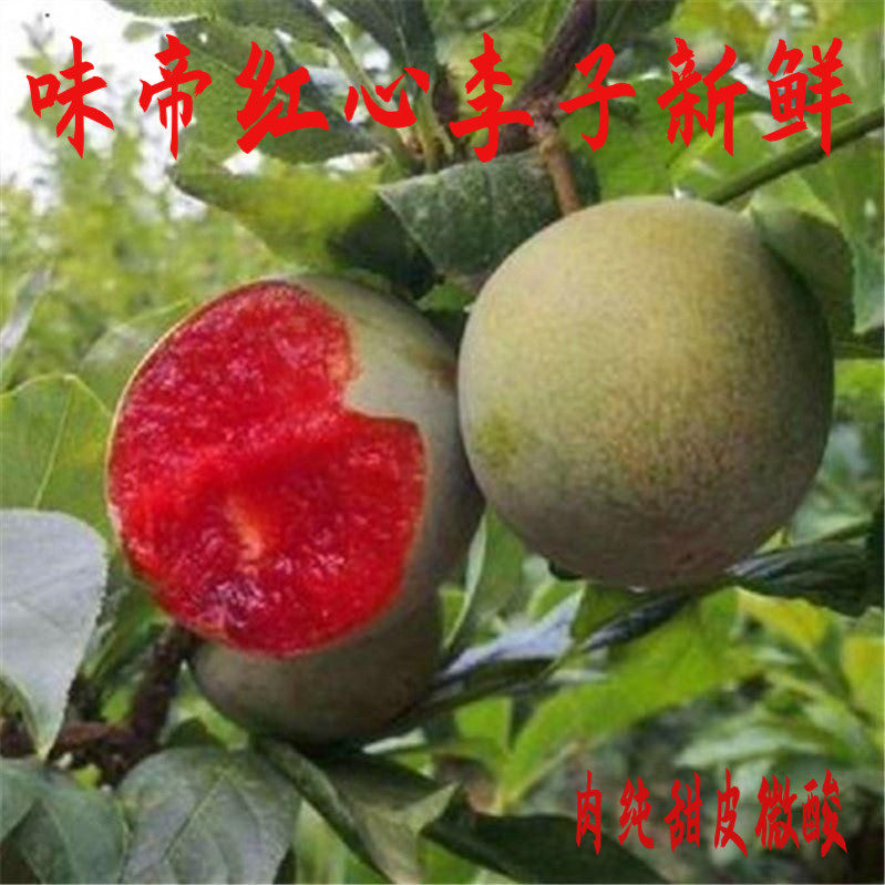 味帝李子新鲜采摘现摘现发新鲜的红心李子净含量5斤包邮