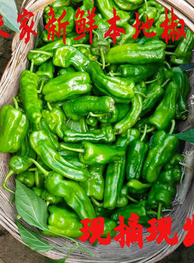 薄皮泡泡青椒新鲜农家自种现季