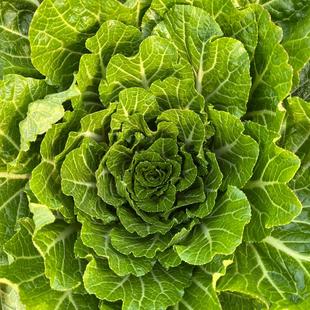 霜打散叶白菜农家新鲜爬地白菜打霜霜冻绿色蔬菜