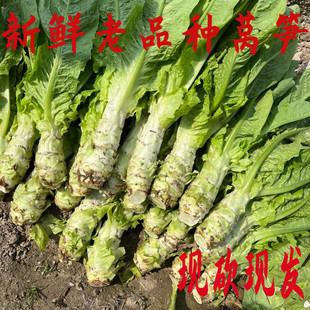 莴笋新鲜农家自种青叶莴笋农家肥种植青笋露天莴笋苔