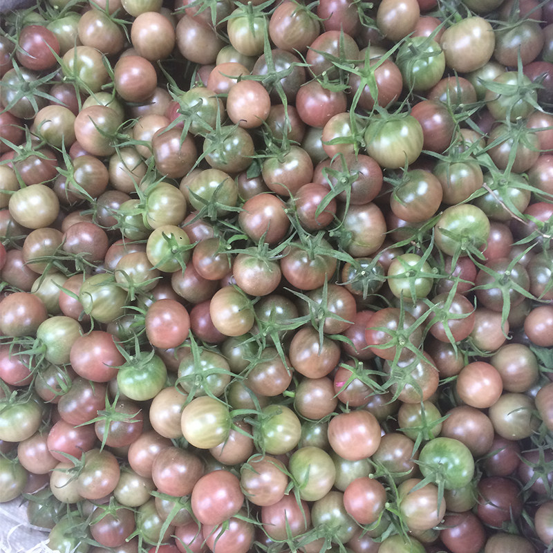 黑珍珠有机水果新鲜黑西红柿黑美人小番茄孕妇吃一份5斤顺丰包邮