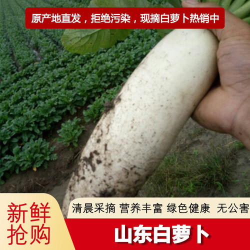 现挖现发新鲜白萝卜新鲜蔬菜农家脆甜白萝卜腌菜泡菜洗净不带泥
