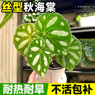 速发丝型秋海棠绿阴鳟鱼竹节台客厅室内耐栽植物四季开花卉芋类盆