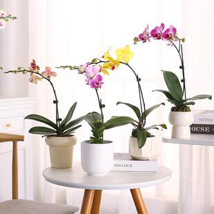 速发蝴蝶兰花苗盆栽带花发货兰花卉植室内客厅桌面苗物花大四季好