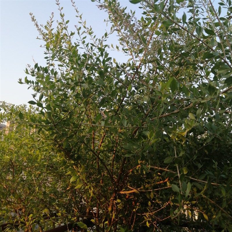 速发新鲜指甲叶叶白遮白发盖染发染散沫花花子现摘现发植物染一件