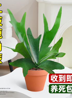 速发二岐鹿角蕨公植挂板定种植附生室内办盆书房客厅观叶悬挂栽物