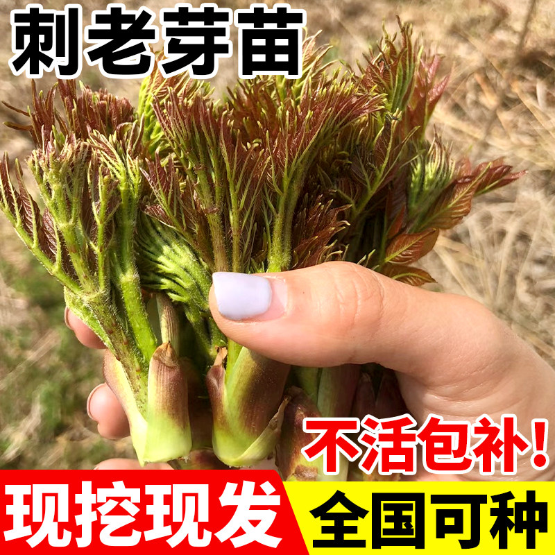 速发东北云老芽刺南刺嫩芽楤木刺刺龙芽籽野菜刺龙苞种植物苗笼苞