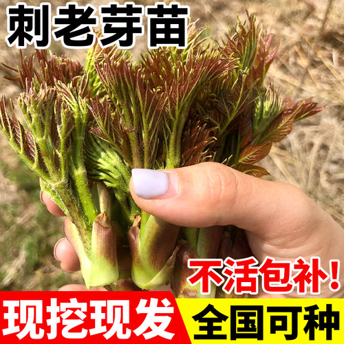速发东北云老芽刺南刺嫩芽楤木刺刺龙芽籽野菜刺龙苞种植物苗笼苞
