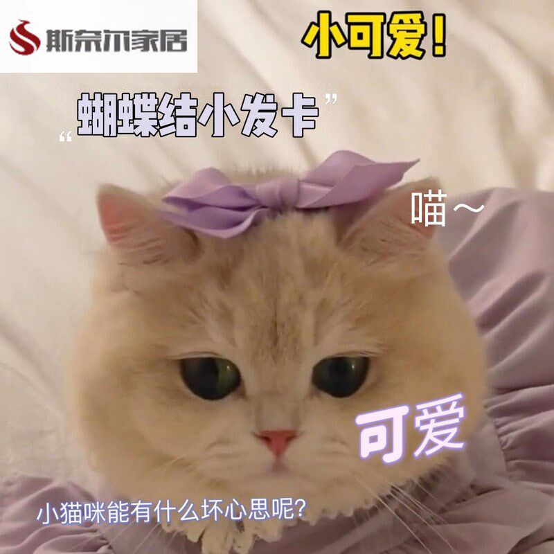 速发发卡猫咪饰饰结发夹小狗发蝶头饰博迪英短装蝴品可爱