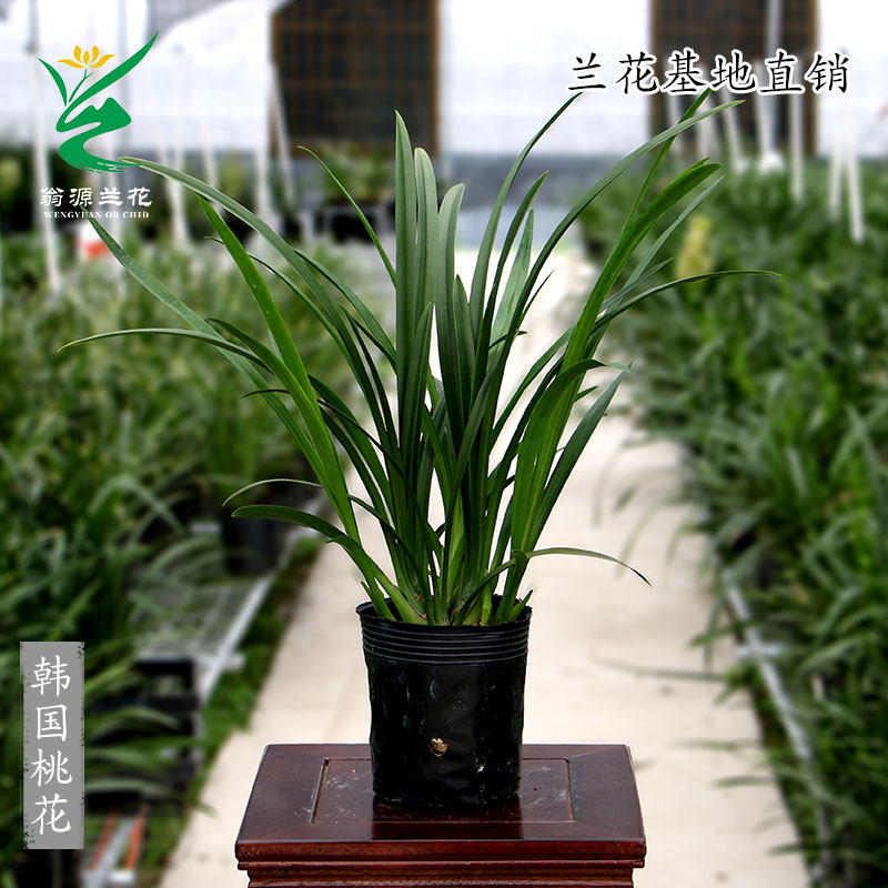 速发草建盆四绿蕙兰桃花秋冬花期花期长好养室内季植兰栽,鲜花速递/花卉仿真/绿植园艺,国兰/杂交兰/洋兰类,淘宝优惠券,粉丝福利购,淘宝优惠卷