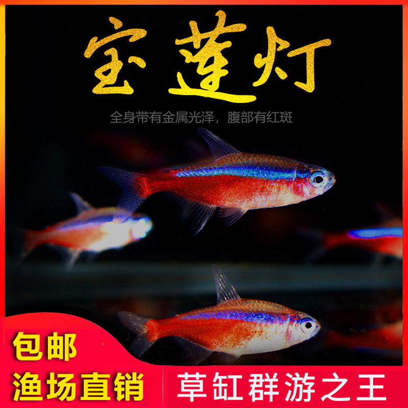 宝莲灯热带鱼观赏鱼小型灯科鱼水草缸群游淡水鱼灯笼鱼红绿灯活体